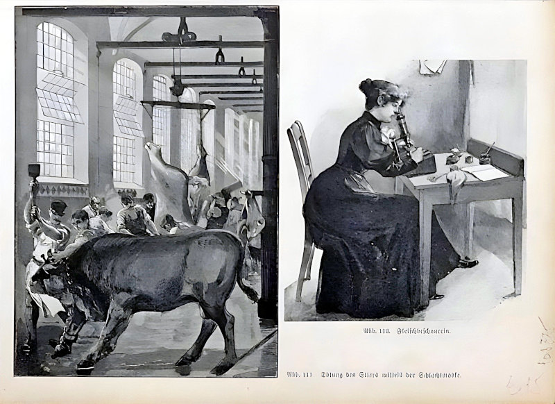 Tötung des Stieres mittels der Schlachtmaske und eine Fleischbeschauerin bei der Untersuchung. 